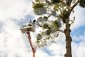 Two service workers cutting down big tree branches with chainsaw from high chair lift crane platform. Deforestation and gardening