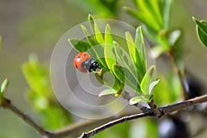 Two seven-spotted ladybugs on a blade