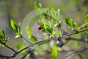 Two seven-spotted ladybugs on a blade