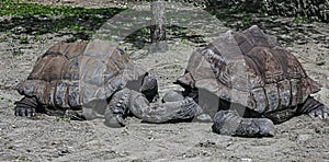 Two Seychelles giant tortoises 1