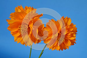 Two shades of yellow with orange Cosmos blue