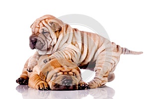 Two Shar Pei baby dogs