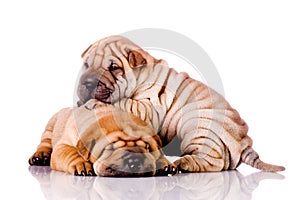 Two Shar Pei baby dogs