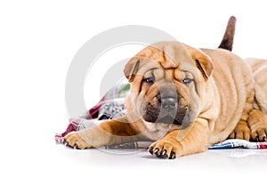 Two Shar Pei baby dogs