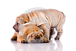 Two Shar Pei baby dogs