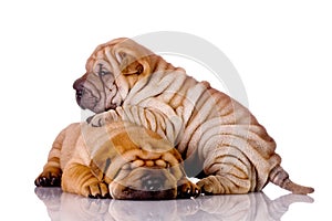 Two Shar Pei baby dogs