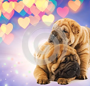 Two shar-pei puppies in love photo