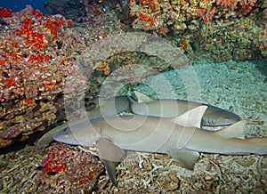 Two sharks that seem to sleep in Australia