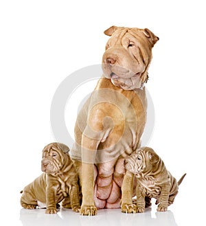 Two sharpei puppies dog and and their adult mother.