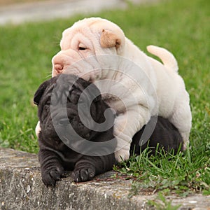 Two sharpei puppies lying together