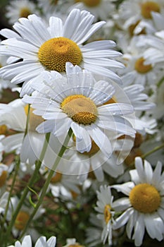 Two Shasta Daisies Dappled with Water Droplets