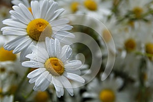 Two Shasta Daisies