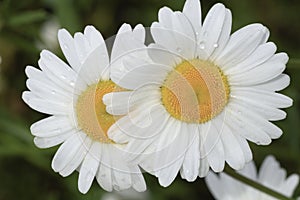 Two Shasta Daisies with Water Droplets