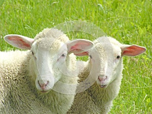 Two sheep