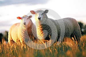 Two Sheep photo