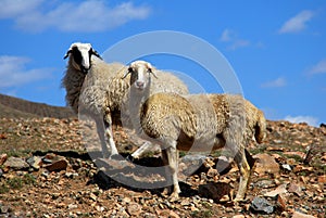 Two sheep