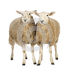 Two Sheep against white background