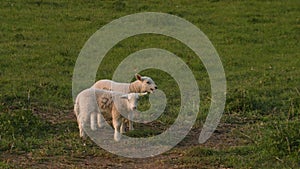 Two sheep baby lambs standing in a green field in evening sunshine