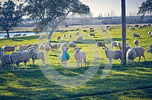 Two sheep in blue and pink colors next to a herd grazing in the green field with holm oaks and a lake, on a sunny day