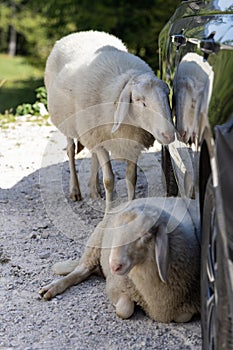 Two sheep in the car shade photo