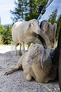 Two sheep in the car shade photo