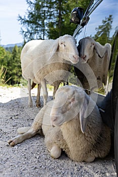 Two sheep in the car shade photo