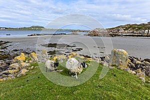 Two sheep coming from the beach, Isle of Mull, Scotland, United Kingdom