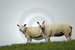 Two Sheep on a