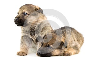 Two sheep-dogs puppys