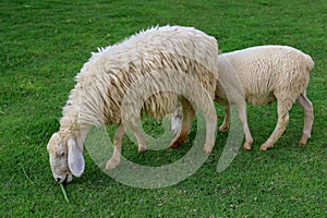 Two Sheep Eatting grass in emtry garden at thailand