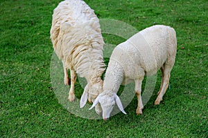 Two Sheep Eatting grass in emtry garden at thailand