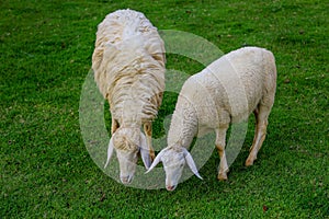 Two Sheep Eatting grass in emtry garden at thailand