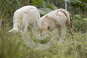 Two sheep feeding on a pasture field