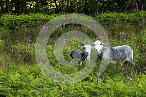 Two Sheep in the ferns, Cumbria, England