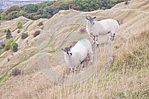 Two sheep grazing