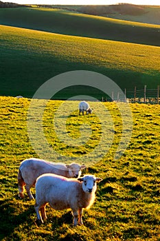 Two sheep grazing with English rolling hills in the back ground
