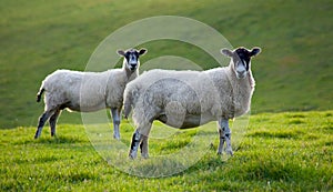 Two sheep grazing in a field