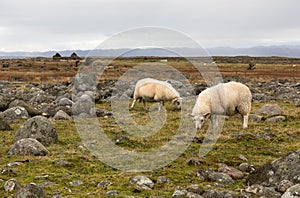 Two sheep grazing in the flat, rocky landscape at Lista, Norway photo
