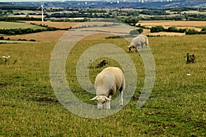 Two sheep grazing on Durham Hillside