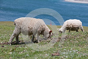 Two sheep grazing on a hillside