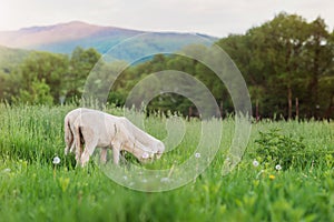 Two sheep grazing on meadow, green grass and trees