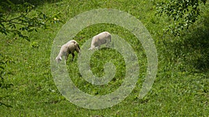 Two sheep grazing in a pasture