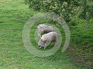 Two sheep grazing under the branches of a tree in rural Portugal