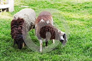 two sheep on green grass