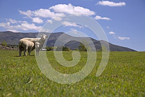 Two sheep in green grass