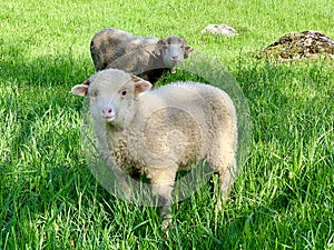 Two sheep, on a green pasture at the farm in mountains