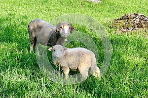 Two sheep, on a green pasture at the farm in mountains