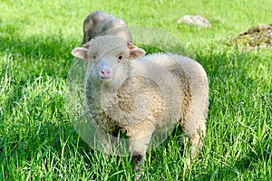 Two sheep, on a green pasture at the farm in mountains