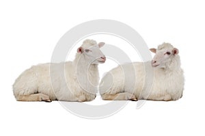 Two sheep isolated on white