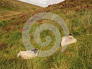 Two sheep laying on a ground in a grass in a mountains